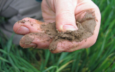 Soil Testing Requirements in England