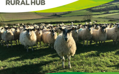 Wight Rural Hub’s February 2025 Newsletter is Now Available